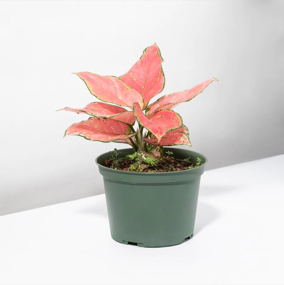 Aglaonema 