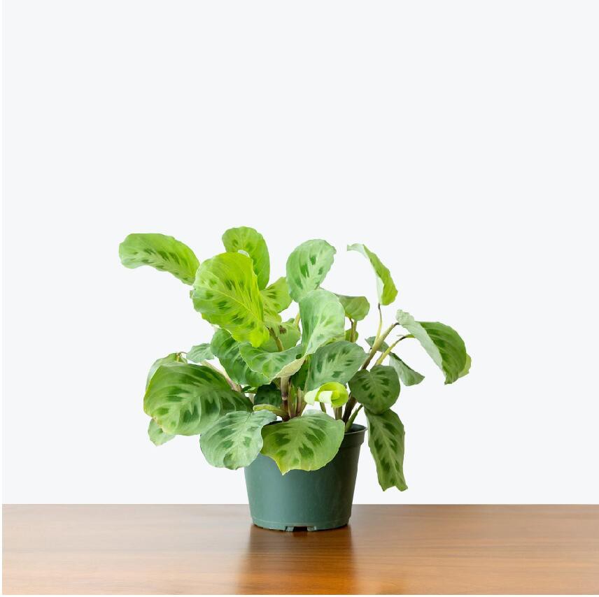 Maranta roheline palvetaim