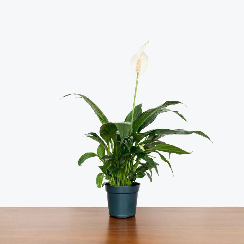 Rahu Lily