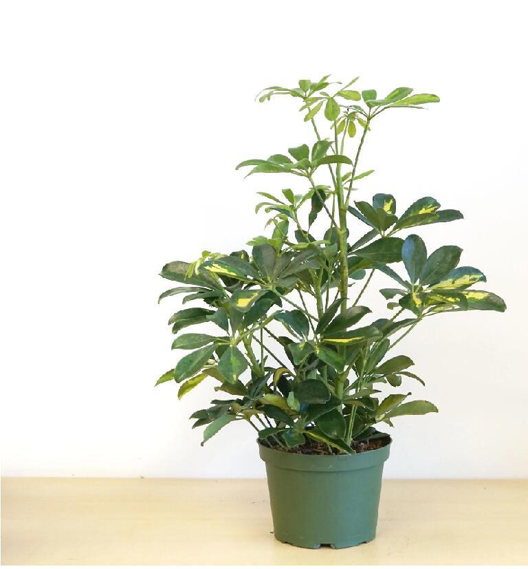 Scheffelra Arboricola